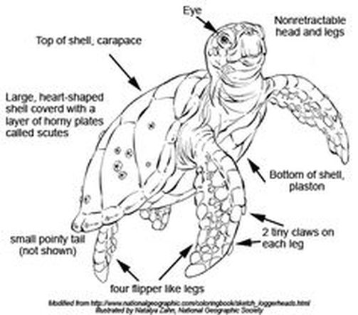 Loggerhead Turtle - - Worldwide conservation coalition